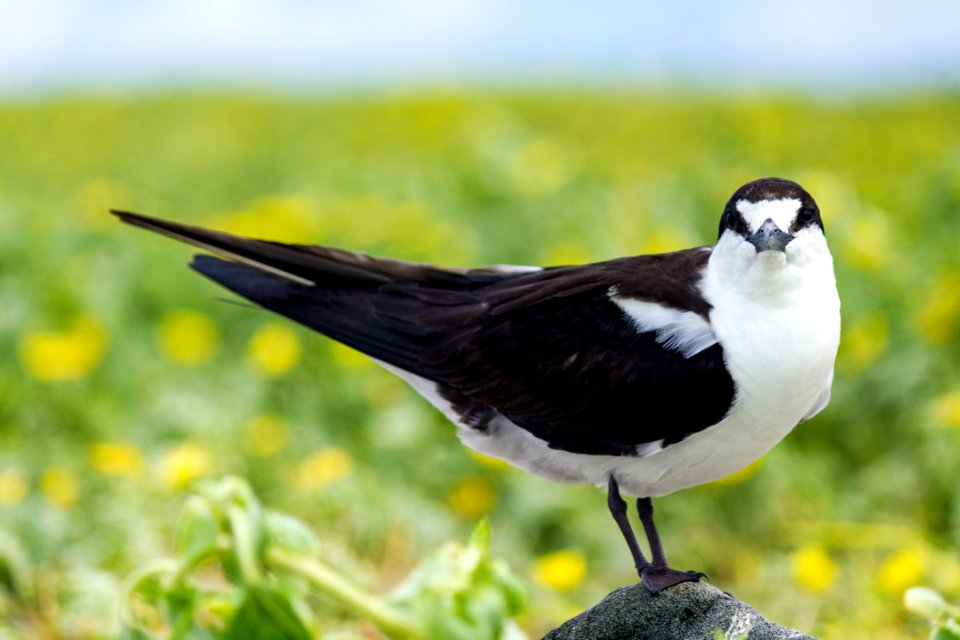 Portrait of a sooty tern (Onychoprion fuscatus) on Eastern Island
