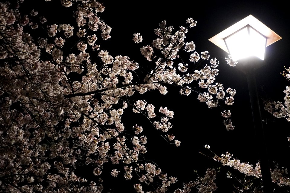 Cherry blossoms at night (Yozakura, 夜桜)