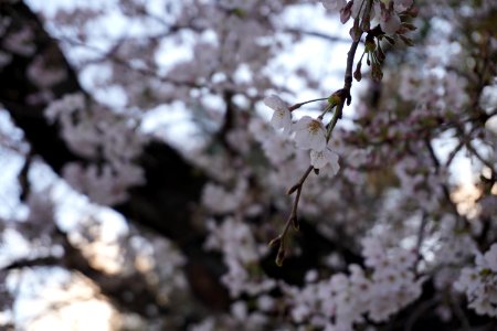 Cherry blossoms