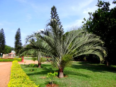 Bangalore Lalbagh Botanical Palm Park Trees Garden