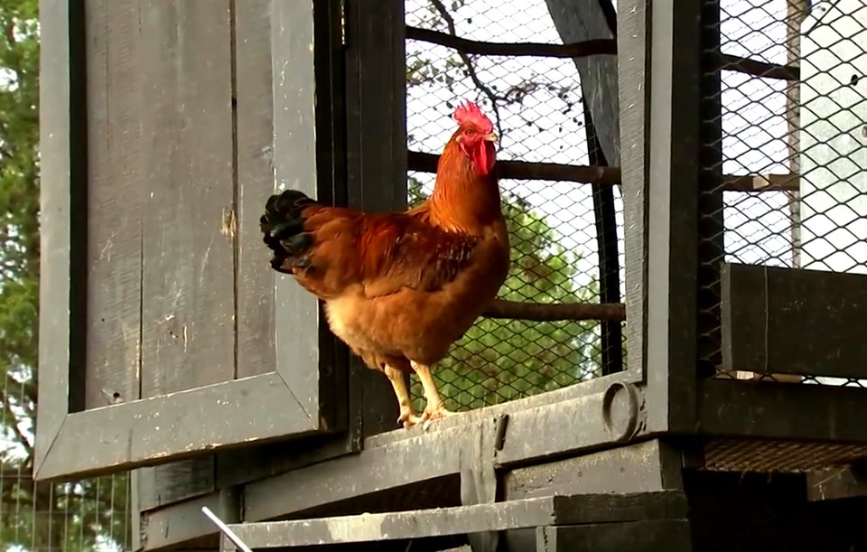 This chicken posed