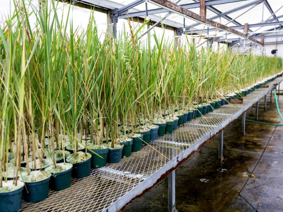 Bunchgrass (Eragrostic variabilis) cuttings in Midway's shadehouse await outplanting