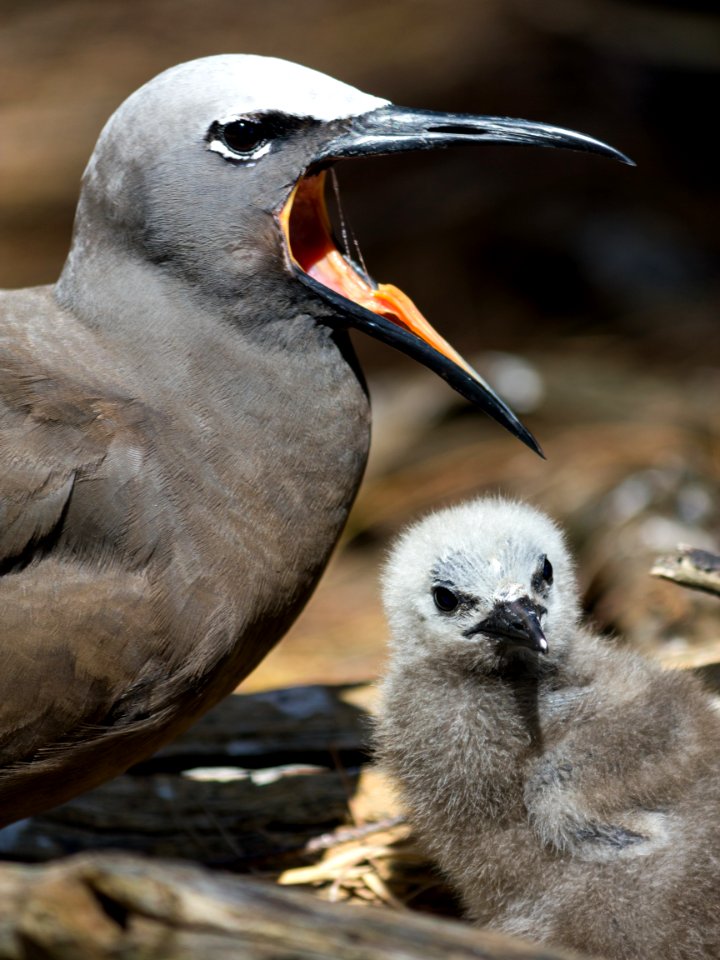 A brown noddy (Anous stolidus) and its chick