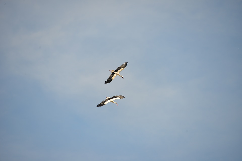 Rattle stork nature flying