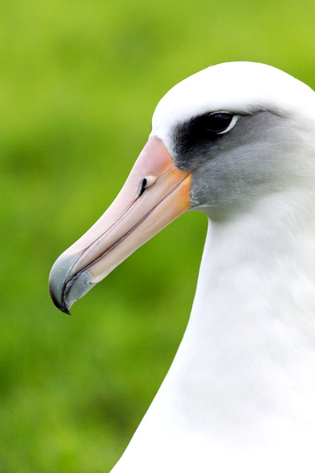 Portrait of a Laysan albatross (Phoebastria immutabilis)