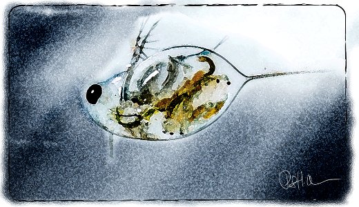 Daphnia magna Straus