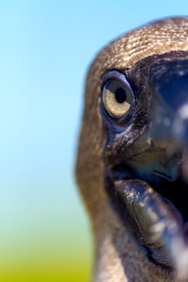 Extreme close-up of a juvenile red-footed booby (Sula sula) eye