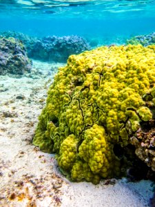 Yellow coral grows in Midway's fringing reef photo