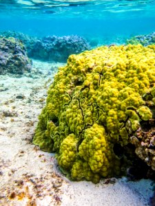Yellow coral grows in Midway's fringing reef