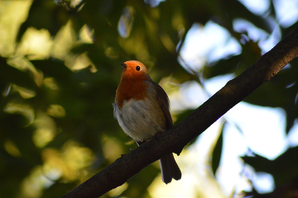 Robin bird red robin