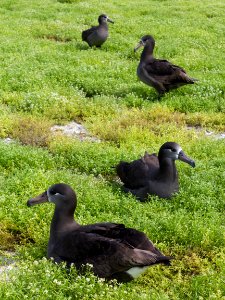 Two pairs of black-footed albatrosses (Phoebastria nigripes) shortly after returning to Midway for the breeding season