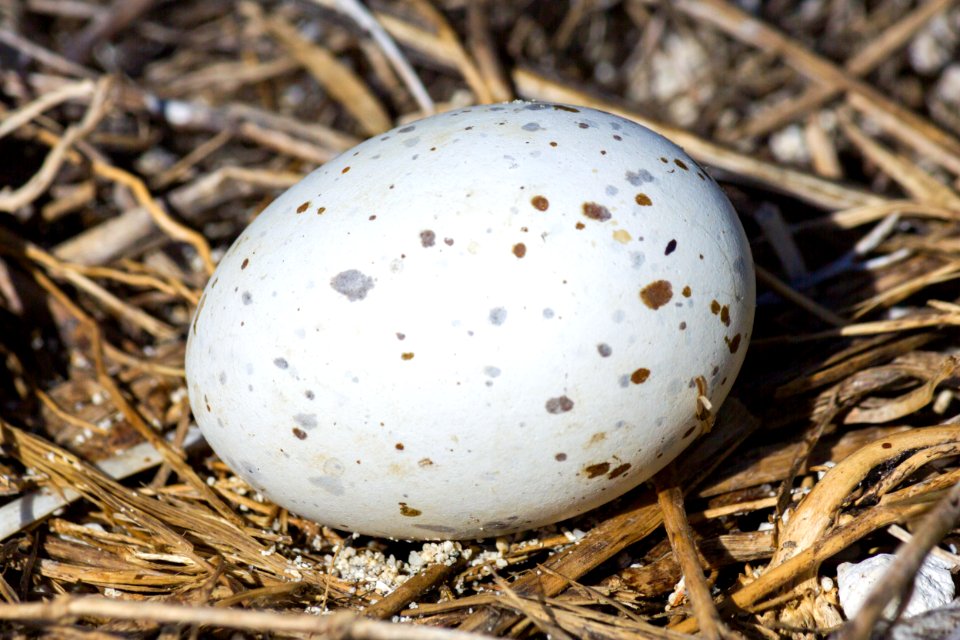 A brown noddy (Anous stolidus) egg