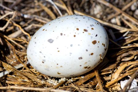 A brown noddy (Anous stolidus) egg photo