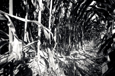 Full resolution! Wide corn photo
