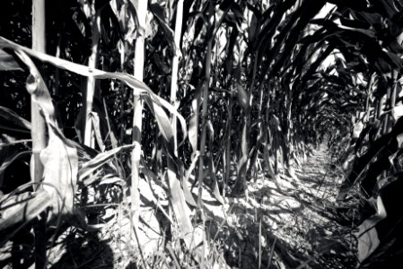 Full resolution! Wide corn
