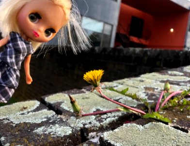 Blythe with Pretty Flower