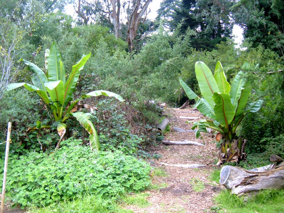 Golden Gate Park Path