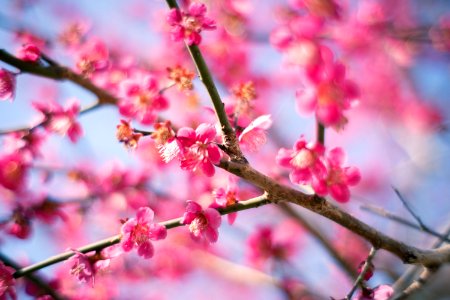 Plum blossoms photo