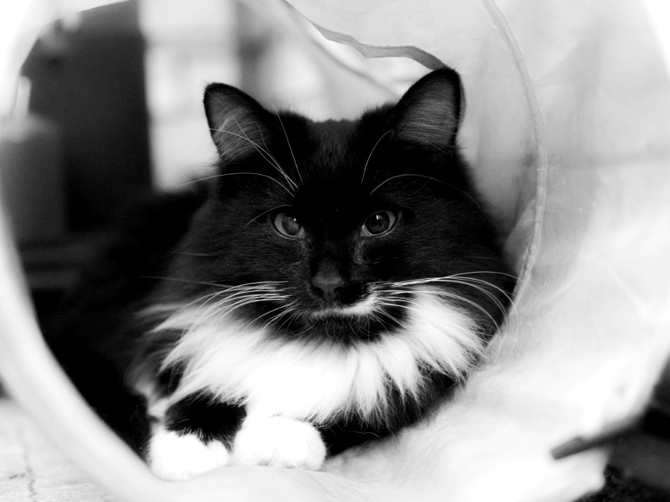 cat