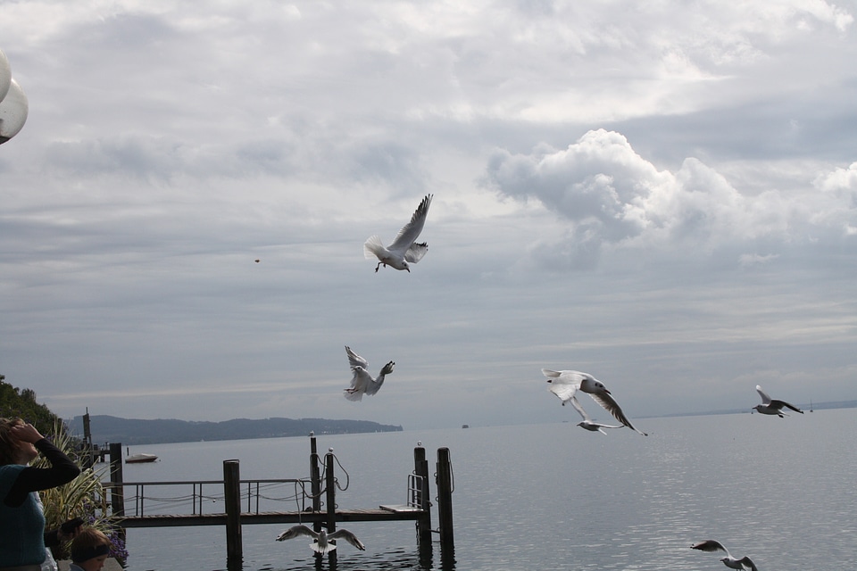 Waterfowl lake constance landscape