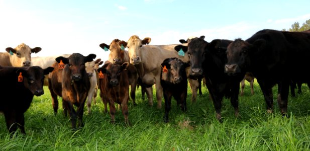 CATTLE