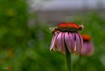 Di fiore in fiore