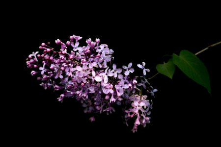 Low Key Lilac photo