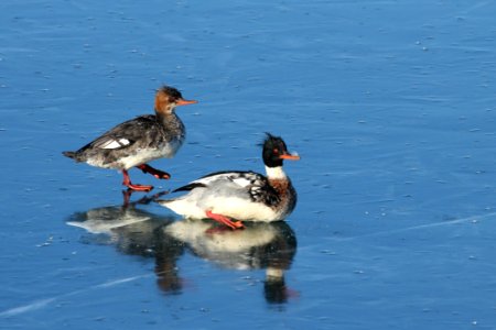Red-breasted Mergansers