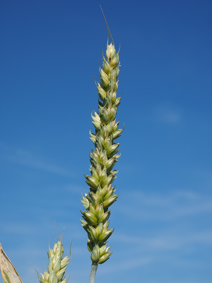 Grain food agriculture