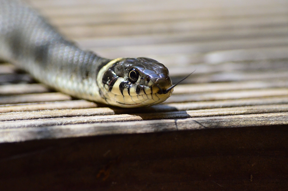 Snake snakehead yellow