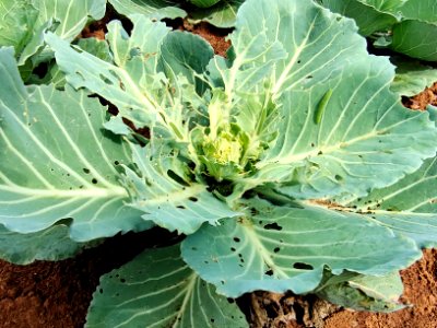 Diamondback moth larvae in cabbage.