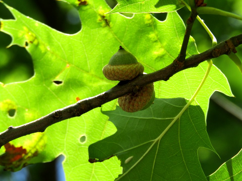 White Oak