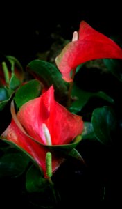 Low Key Red Tropical Flower photo