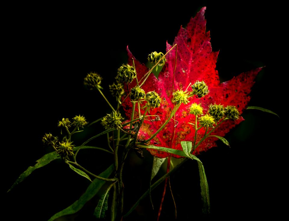 Low Key - Farewell to Autumn