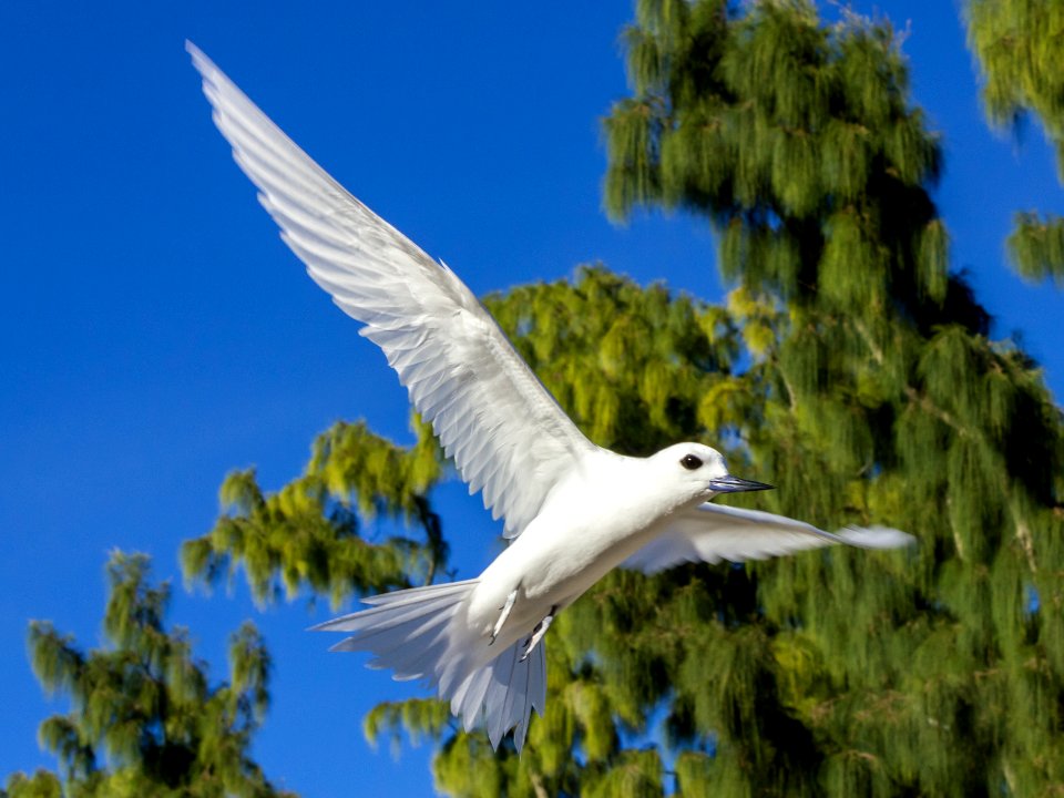 A white tern (Gygis alba) checks me out