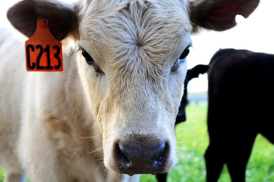 CATTLE