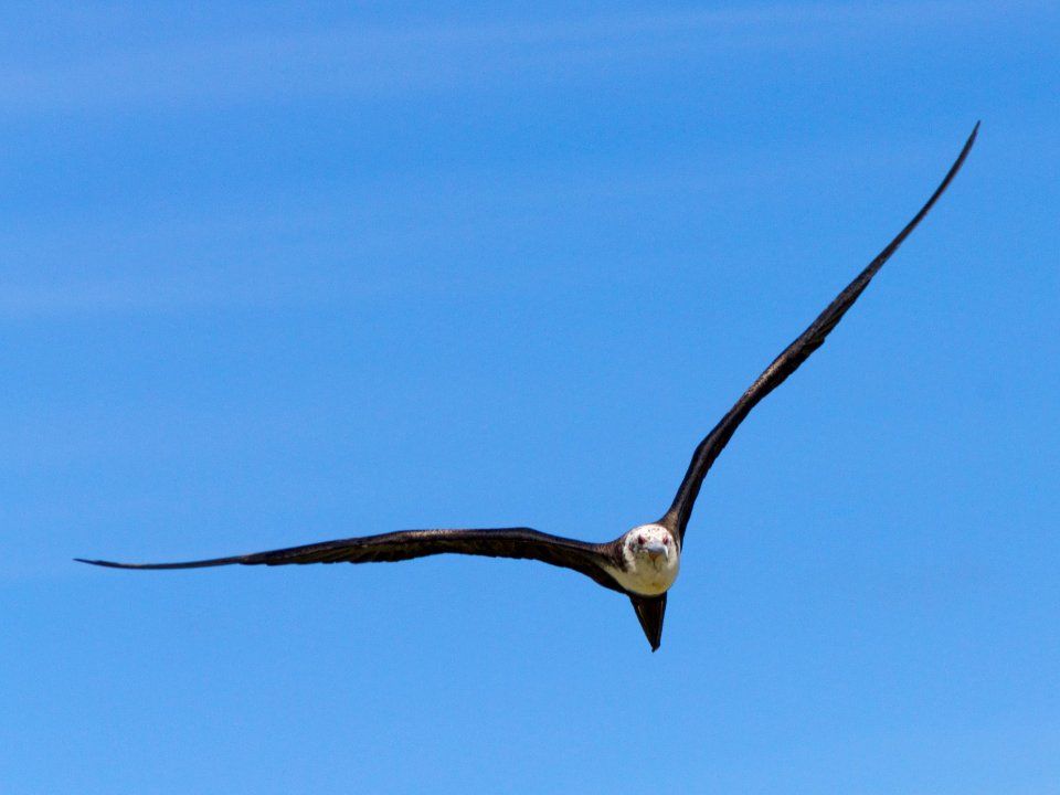 A female great frigatebird (Fregata minor) in flight