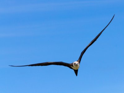 A female great frigatebird (Fregata minor) in flight