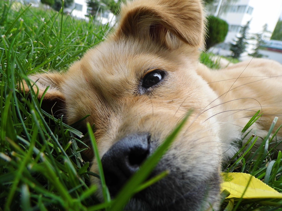 Pets yellow dog lawn