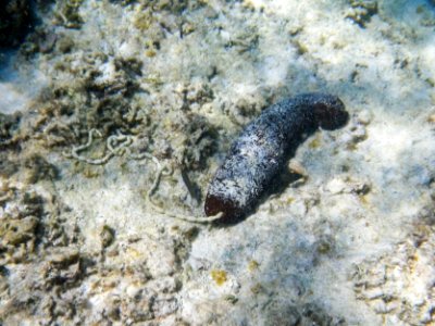 A sea cucumber... ahem... "making sand" photo