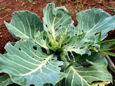 Diamondback moth larvae in cabbage.