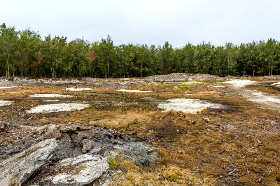 Brackish Seep undergoes a habitat restoration process
