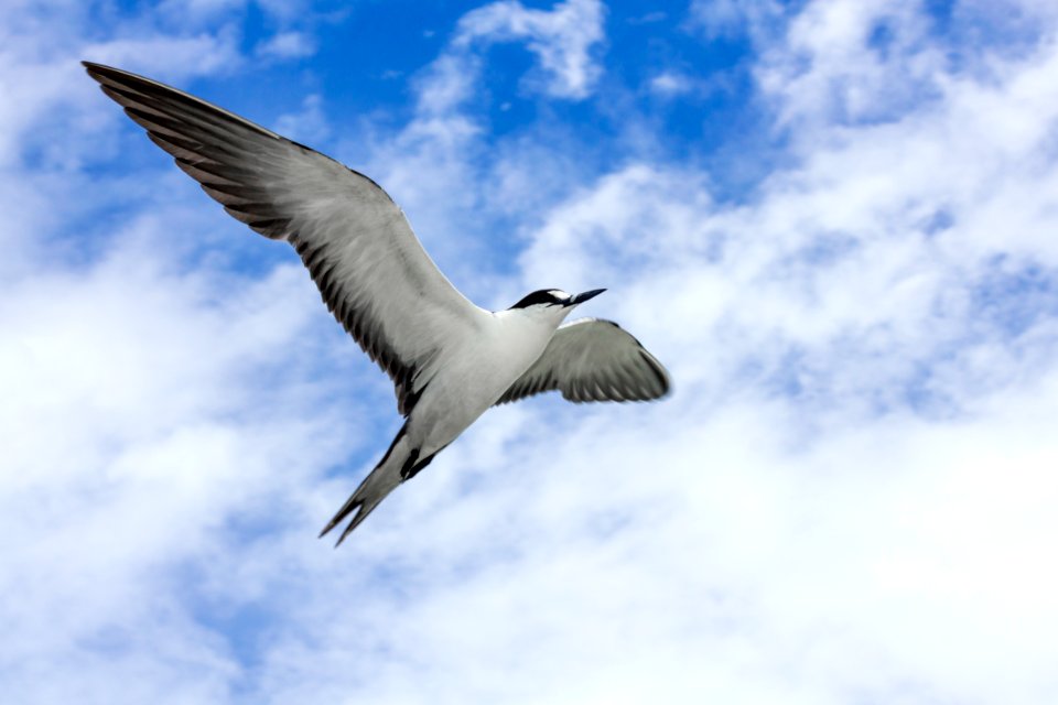 A sooty tern (Onychoprion fuscatus) in flight