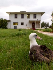 A Laysan albatross (Phoebastria immutabilis) in front of the Volunteer House, where I lived