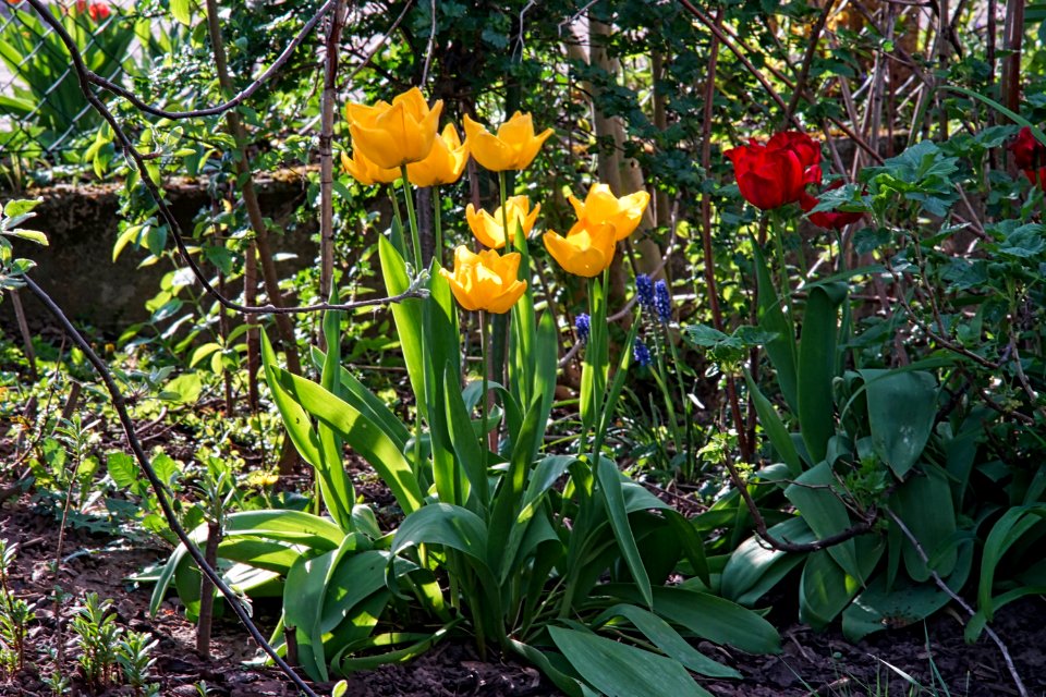 Jena135mm3f5-F=8 an ILCE 7M2-gelbe tulpen