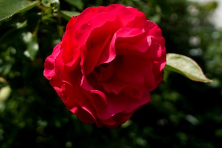 Samyang12mmf2 F=2,8 an Sony A6000 rose sonnig
