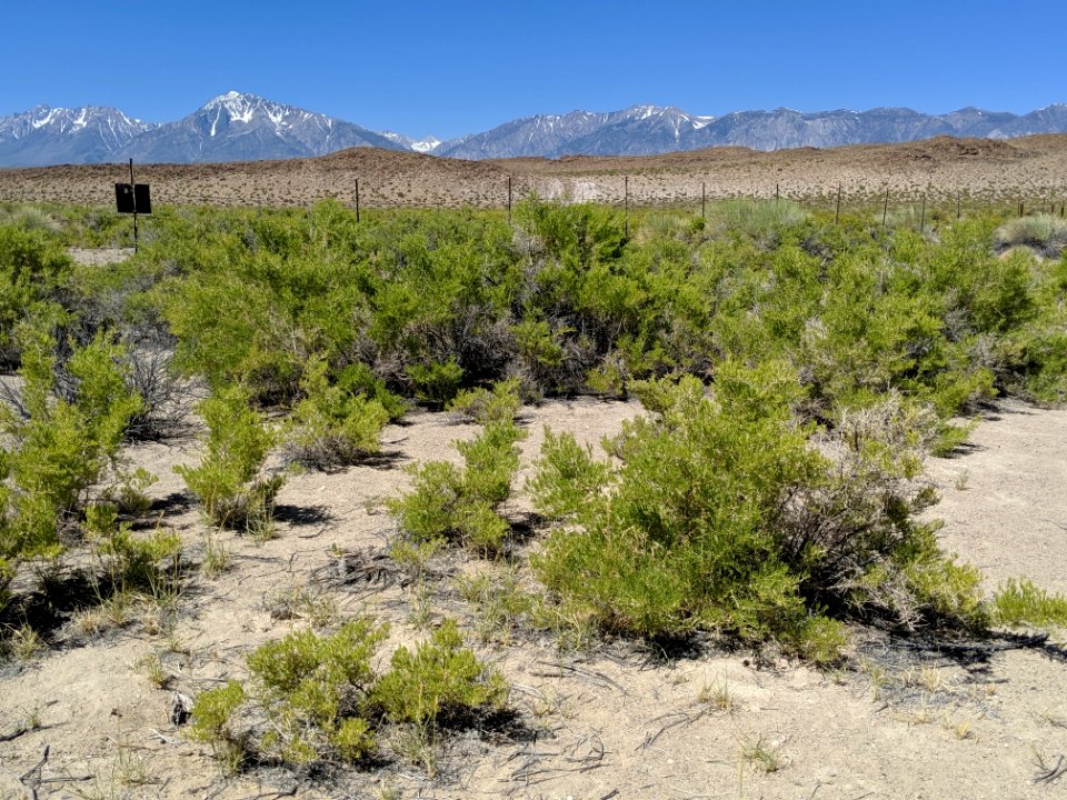 Greasewood (Sarcobatus vermiculatus) at Fish Creek