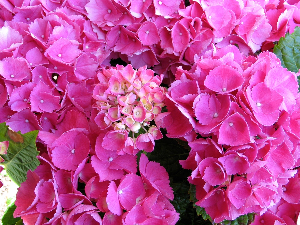 Garden flowers plant