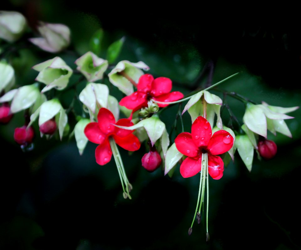Low Key Christmas Orchid