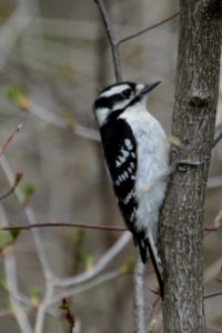 Downy Woodpecker (portrait)